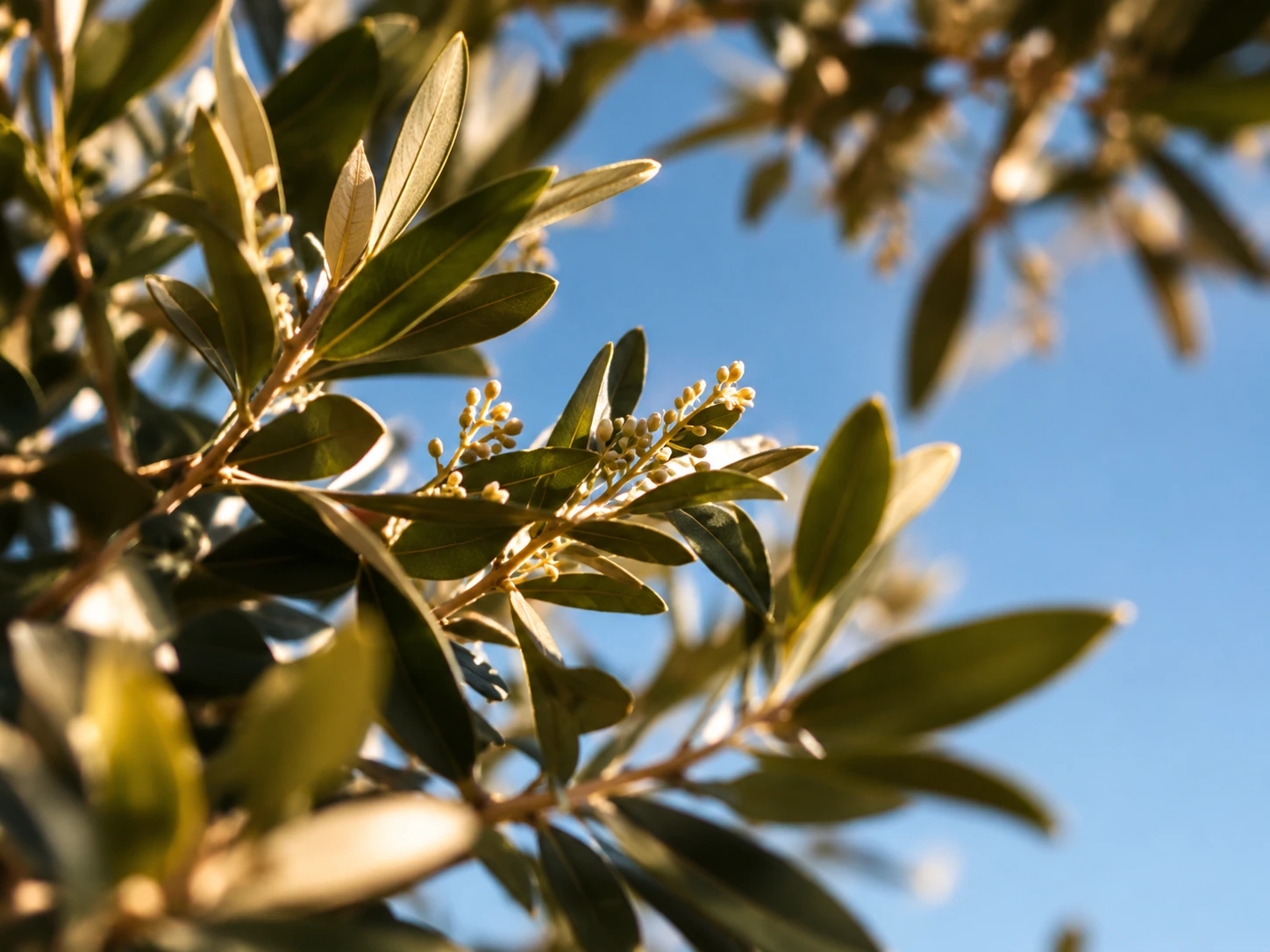 Sunlit olive leaves against a clear blue sky